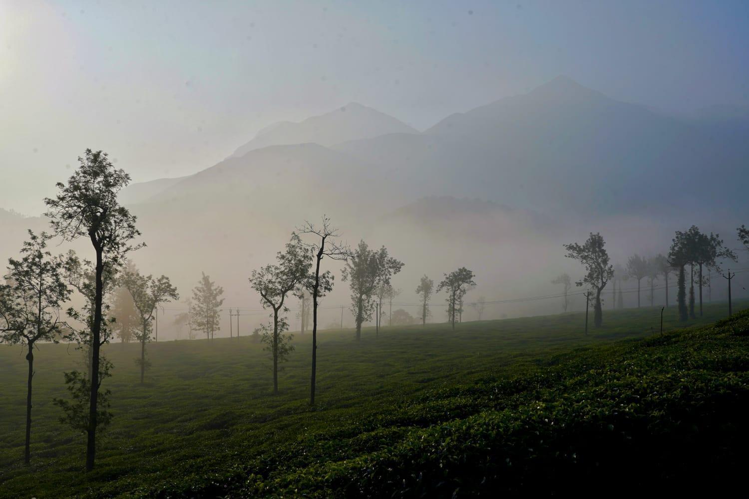 Padikkal Bungalow Vythiri Bagian luar foto